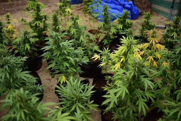 Novas regras visam transformar a produção nacional, substituindo a dependência de importações e garantindo segurança jurídica e sanitária. Foto: Martin Bernetti/AFP