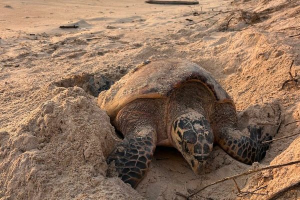 Maré e clima nublado favoreceram o evento atípico no litoral potiguar. Foto: Divulgação